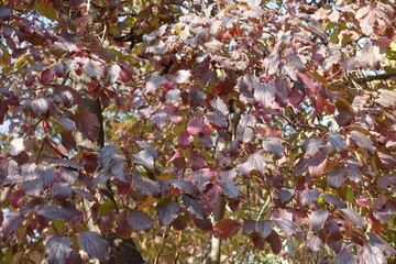 Autumnal foliage of common dogwood in October