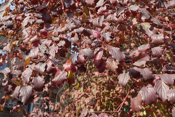 Berries in the autumnal foliage of common dogwood in October