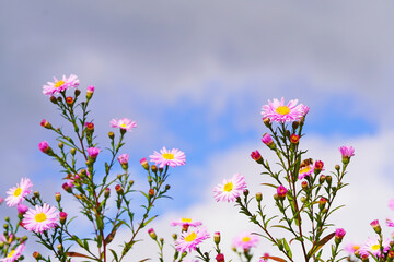 Pink autumn asters against a sky background. Symphyotrichum.
