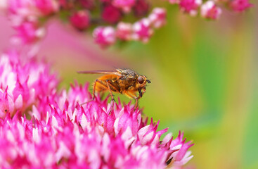 Hedgehog fly collects nectar on sedum plant. Insect close up. Tachina fera.