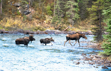 Moose family river crossing