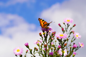 Small tortoiseshell butterfly on a flower. Aglais urticae, Nymphalis urticae.