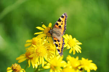Small tortoiseshell butterfly on a flower. Aglais urticae, Nymphalis urticae.