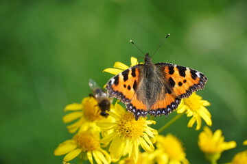 Small tortoiseshell butterfly on a flower. Aglais urticae, Nymphalis urticae.