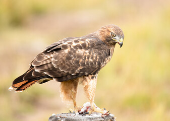 Red Tailed Hawk