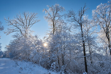 View of snow-covered trees in the Taunus / Germany in the backlight