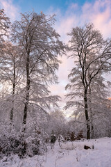 Evening mood in the forest in winter