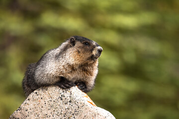 Golden mantled ground squirrel