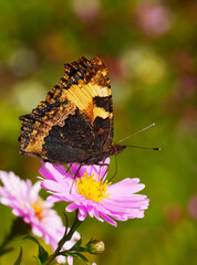 Small tortoiseshell butterfly on a flower. Aglais urticae, Nymphalis urticae.