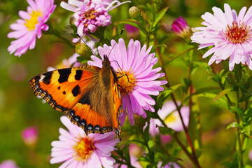 Small tortoiseshell butterfly on a flower. Aglais urticae, Nymphalis urticae.