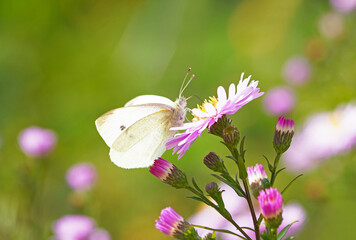 Cabbage white butterfly collects nectar on the blossom of an aster. Insect close up.
