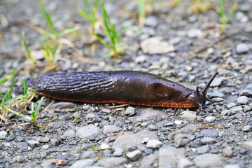 Slug in close-up on stony ground.
