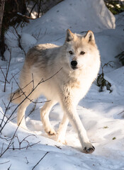 wolf in snow