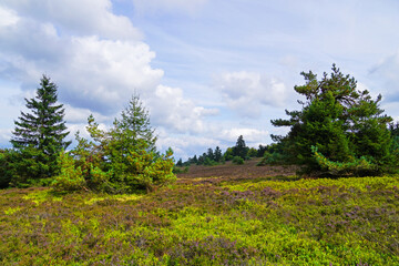 Landscape protection area Neuer Hagen in the Sauerland, near Winterberg. Nature with green hills and blooming heather plants.
