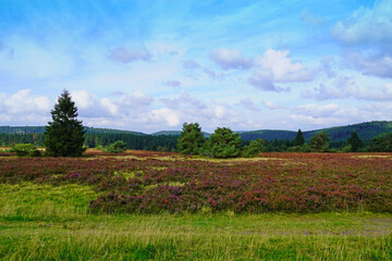 Fototapeta na wymiar Landscape protection area Neuer Hagen in the Sauerland, near Winterberg. Nature with green hills and blooming heather plants. 