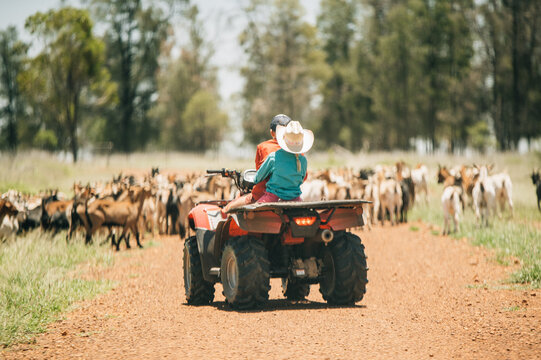 Mustering Goats on Quad Bike
