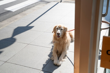 飼い主の帰りをおとなしく待っているゴールデンレトリバー