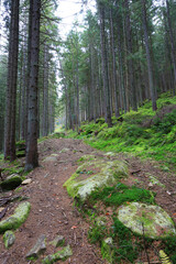 green moss on mountain pathway