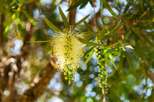 Pale Yellow Bottlebrush Flower - Native Bush Plant