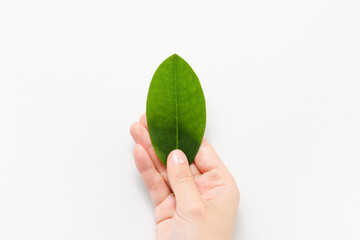 Green plant leaf in female hand. Close to nature, green cosmetics concept, top view, white background