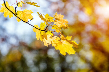 Autumn background-yellow maple leaves in the city Park
