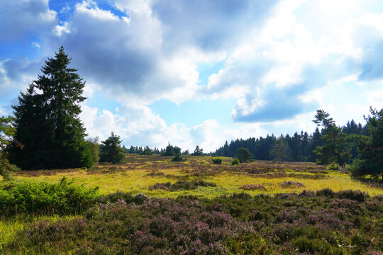Landscape protection area Neuer Hagen in the Sauerland, near Winterberg. Nature with green hills and blooming heather plants.
