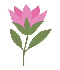 pink flower illustration