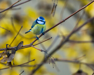 Small cute titmouse perching on branches on yellow blurred background