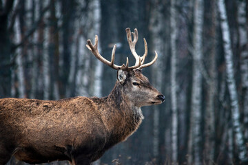 Majestic and powerful adult red deer in the autumn birch grove in the forest.