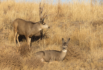 Mule Deer Buck and Doe in the Fall Rut in Colorado