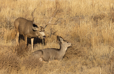 Naklejka na ściany i meble Mule Deer Buck in the Fall Rut in Colorado