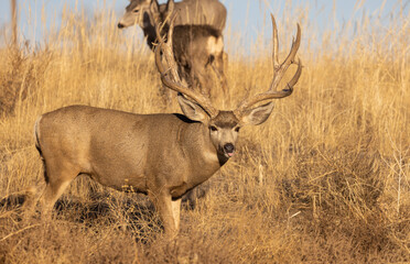 Mule Deer Buck in the Fall Rut in Colorado