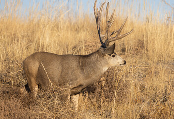 Mule Deer Buck in the Fall Rut in Colorado