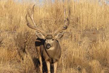 Mule Deer Buck in the Fall Rut in Colorado
