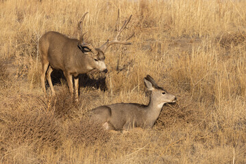 Naklejka na ściany i meble Mule Deer Buck and Doe in the Fall Rut in Colorado