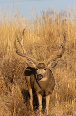 Fototapeta premium Mule Deer Buck in the Fall Rut in Colorado