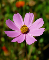 Obraz premium pink cosmos flower in the garden, Garden Cosmos, a single flower in the field 