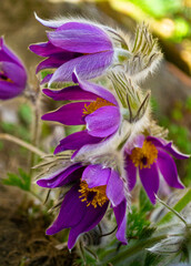 Flowers of the Windflower or Pulsatilla Patens.First spring blooming flower, purple plant macro, dream grass