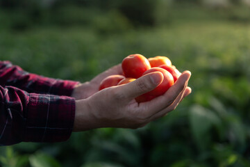 Hand of farmer holding tomato in farm