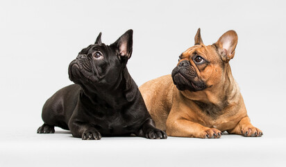two bulldog dogs looking sideways gray background