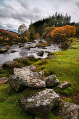 autumn wood Cornwall England uk 