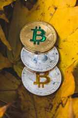 Bitcoins on autumn leaf