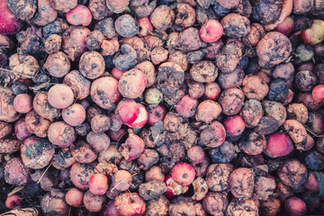 A large pile of rotten apples, the concept of a spoiled harvest