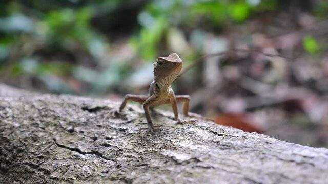 Close up of small baby oriental garden lizard or calotes versicolor reptile in nature sitting on wood with greenery and ant on background. Khao Yai National park in Thailand. Selective focus. 4k