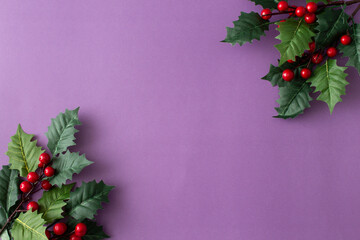 Christmas background with holly berries. Purple background.