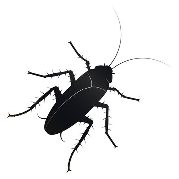 Black cockroach with mustache and paws silhouette