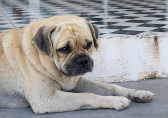 Obraz premium pug dog sits and looks around. High quality photo