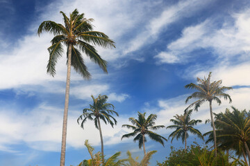 Fototapeta na wymiar Idyllic Beach with Palm Trees at the Maldives, Indian Ocean