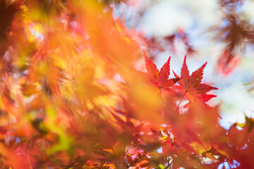 紅葉　イメージ