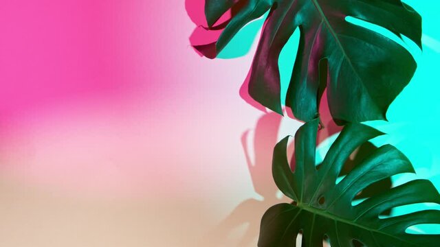 Super slow motion shot of green monstera leaves on colored background. Filmed on high speed cinematic camera at 1000 fps.